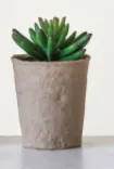 Faux Succulent 5-1/2"H