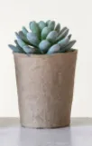 Faux Succulent 5-1/2"H