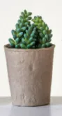 Faux Succulent 5-1/2"H