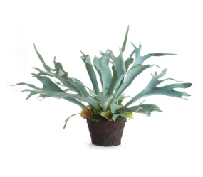 Staghorn Fern Drop-In 21"